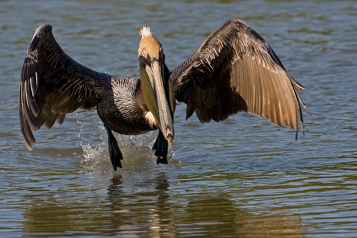 Brauner Pelikan Pelecanus occidentalis Brown Pelican